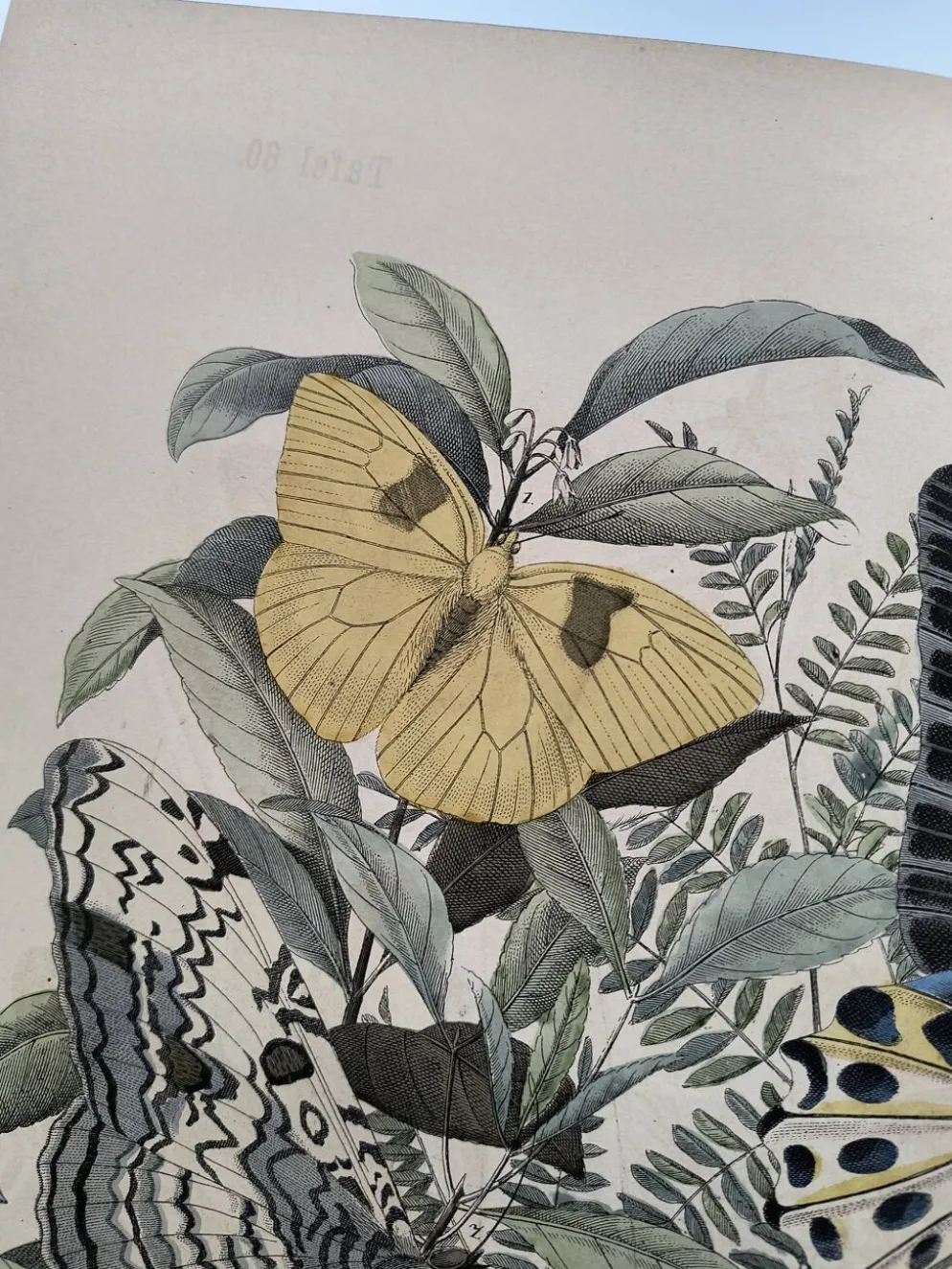 Gravure de 1886 - Papillons tropicaux (3) - Lithographie ancienne, planche