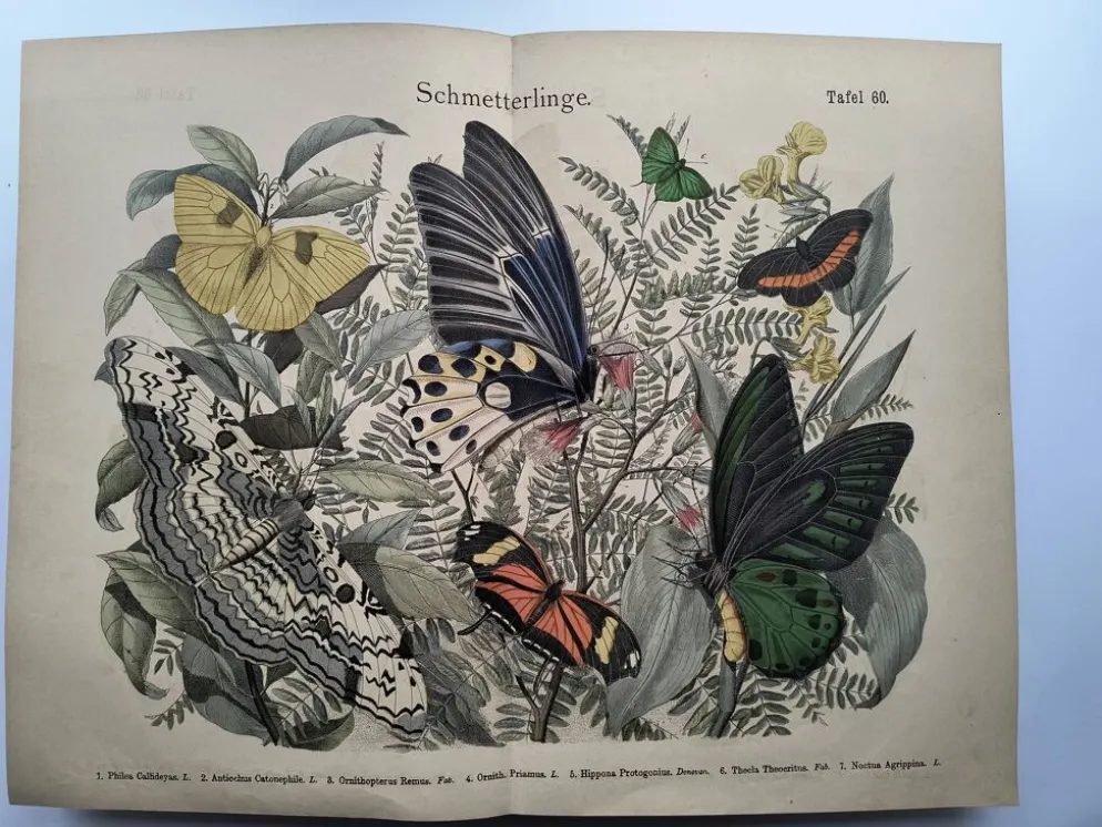 Gravure de 1886 - Papillons tropicaux (3) - Lithographie ancienne, planche
