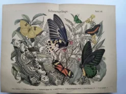 Gravure de 1886 - Papillons tropicaux (3) - Lithographie ancienne, planche