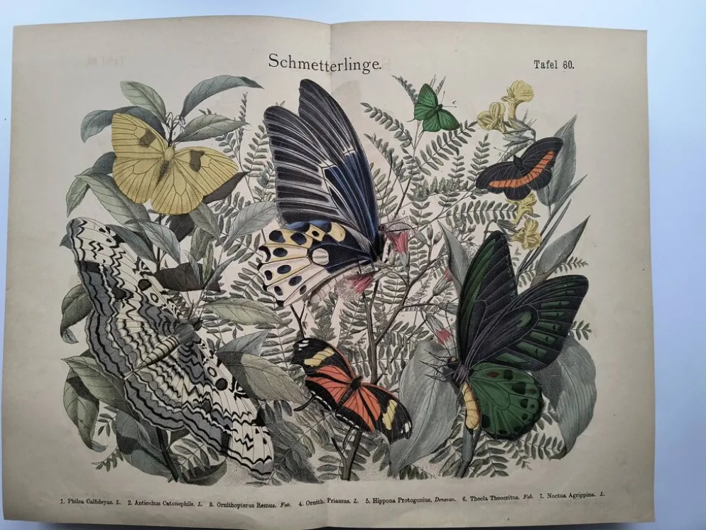 Gravure de 1886 - Papillons tropicaux (3) - Lithographie ancienne, planche