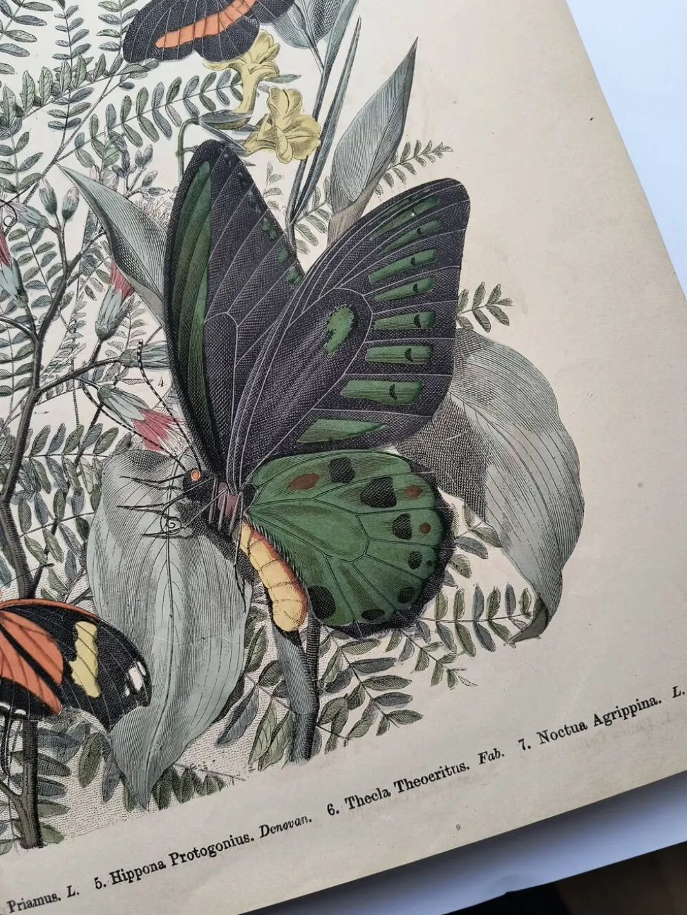 Gravure de 1886 - Papillons tropicaux (3) - Lithographie ancienne, planche