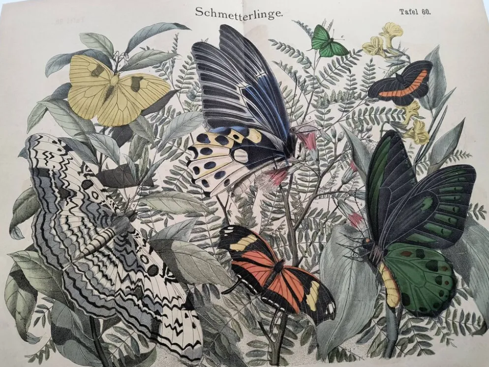 Gravure de 1886 - Papillons tropicaux (3) - Lithographie ancienne, planche
