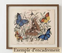 Gravure de 1886 - Papillons tropicaux (3) - Lithographie ancienne, planche