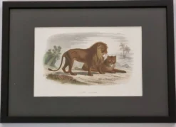 Gravure encadrée vintage – Le Lion et la Lionne, d’après Buffon, 23 x 32 cm