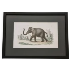 Gravure encadrée vintage Éléphant d’Asie histoire naturelle, XIXe 23x32 cm