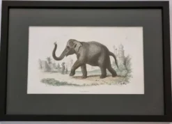 Gravure encadrée vintage Éléphant d’Asie histoire naturelle, XIXe 23x32 cm