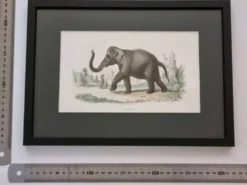 Gravure encadrée vintage Éléphant d’Asie histoire naturelle, XIXe 23x32 cm