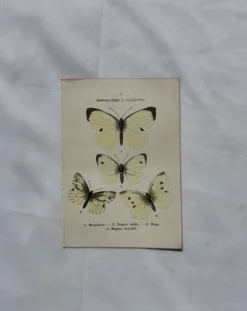 Gravure naturaliste Papillon 19eme affiche botanique originale 1800