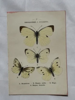 Gravure naturaliste Papillon 19eme affiche botanique originale 1800
