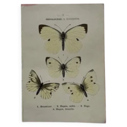 Gravure naturaliste Papillon 19eme affiche botanique originale 1800