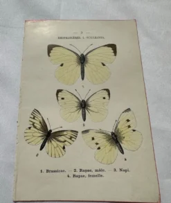 Gravure naturaliste Papillon 19eme affiche botanique originale 1800