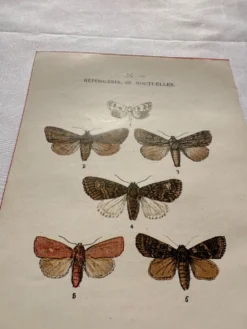 Gravure naturaliste Papillon 19eme affiche botanique originale 1800