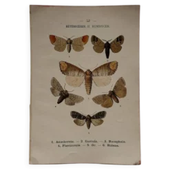 Gravure naturaliste Papillon 19eme affiche botanique originale 1800