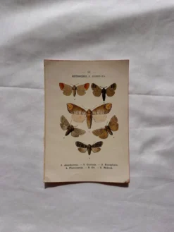 Gravure naturaliste Papillon 19eme affiche botanique originale 1800