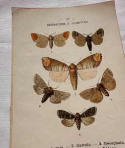 Gravure naturaliste Papillon 19eme affiche botanique originale 1800