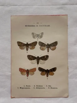 Gravure naturaliste Papillon 19eme affiche botanique originale 1800