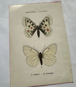Gravure naturaliste Papillon 19eme affiche botanique originale 1800