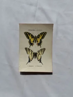 Gravure naturaliste Papillon 19eme affiche botanique originale 1800