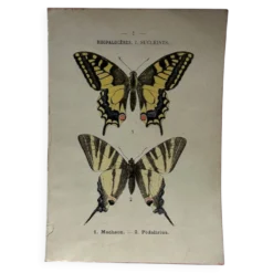 Gravure naturaliste Papillon 19eme affiche botanique originale 1800