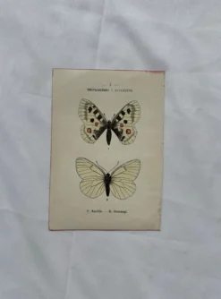 Gravure naturaliste Papillon 19eme affiche botanique originale 1800