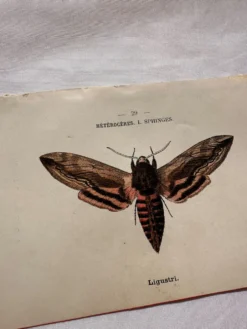 Gravure naturaliste Papillon 19eme affiche botanique originale 1800