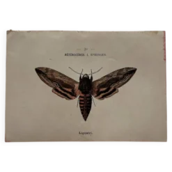 Gravure naturaliste Papillon 19eme affiche botanique originale 1800