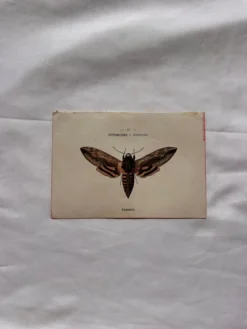 Gravure naturaliste Papillon 19eme affiche botanique originale 1800