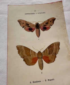Gravure naturaliste Papillon 19eme affiche botanique originale 1800