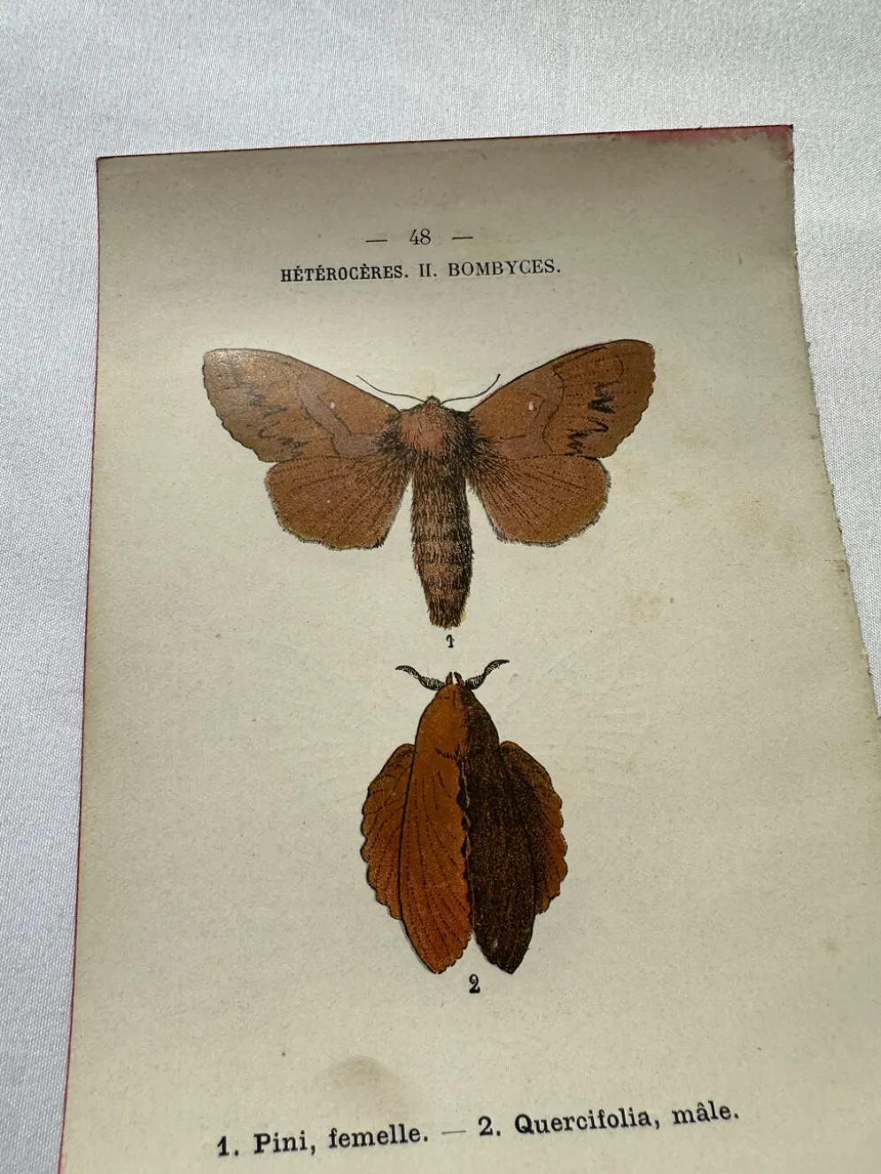 Gravure naturaliste Papillon 19eme affiche botanique originale 1800