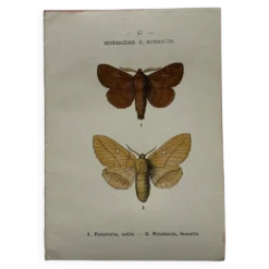 Gravure naturaliste Papillon 19eme affiche botanique originale 1800