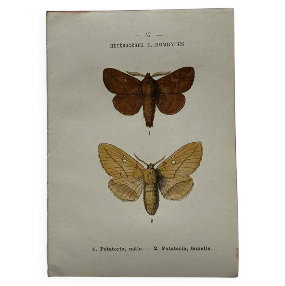 Gravure naturaliste Papillon 19eme affiche botanique originale 1800