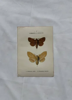 Gravure naturaliste Papillon 19eme affiche botanique originale 1800
