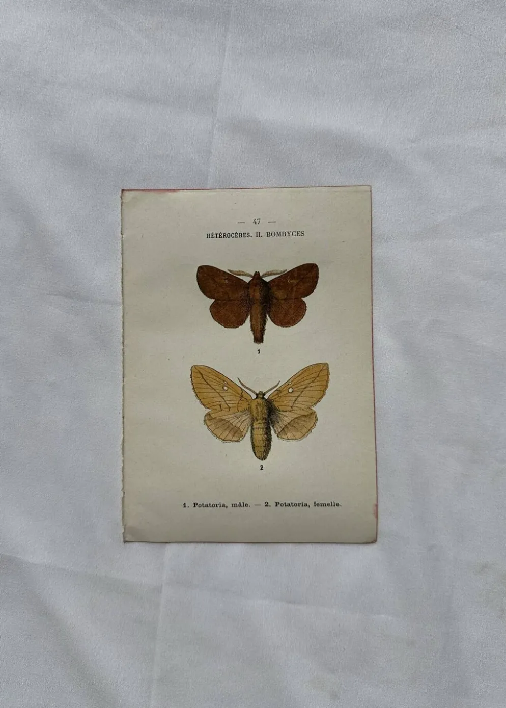 Gravure naturaliste Papillon 19eme affiche botanique originale 1800