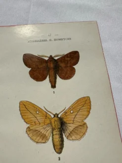 Gravure naturaliste Papillon 19eme affiche botanique originale 1800