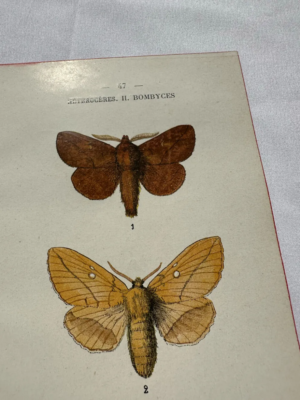 Gravure naturaliste Papillon 19eme affiche botanique originale 1800