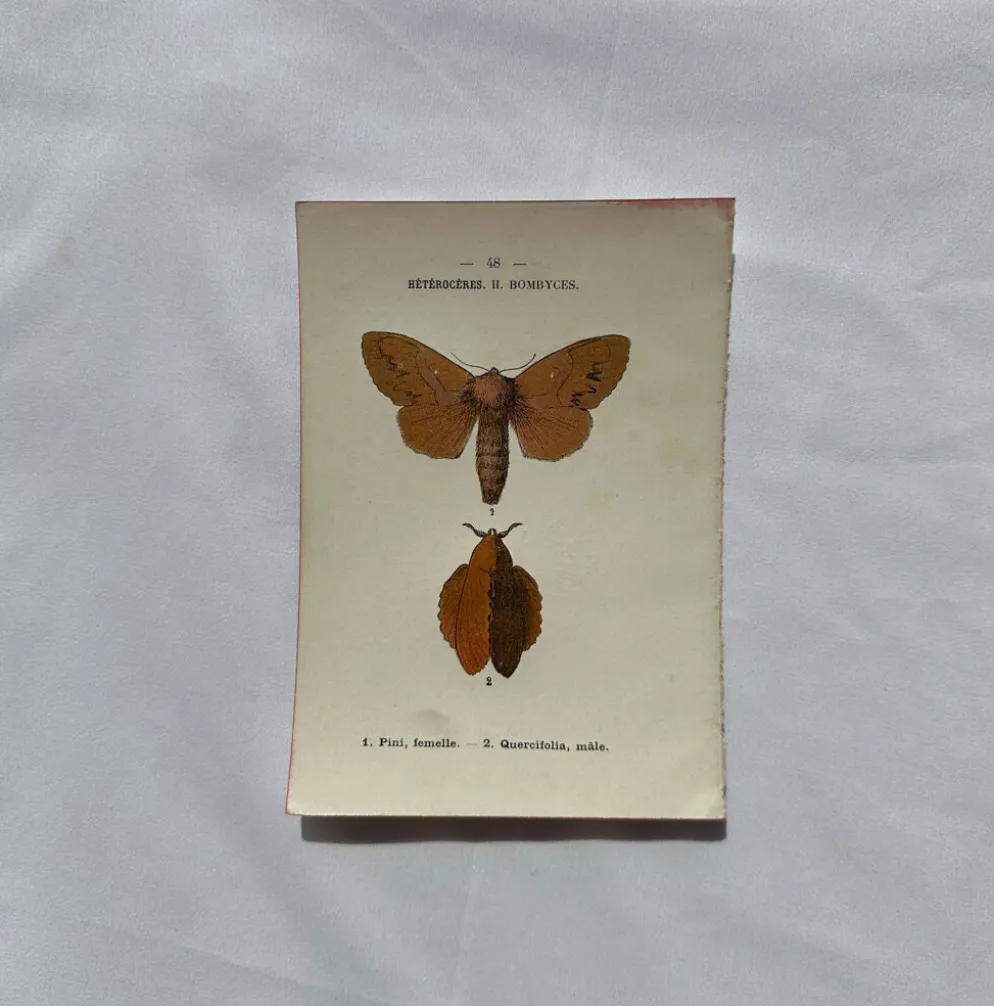 Gravure naturaliste Papillon 19eme affiche botanique originale 1800