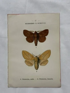 Gravure naturaliste Papillon 19eme affiche botanique originale 1800