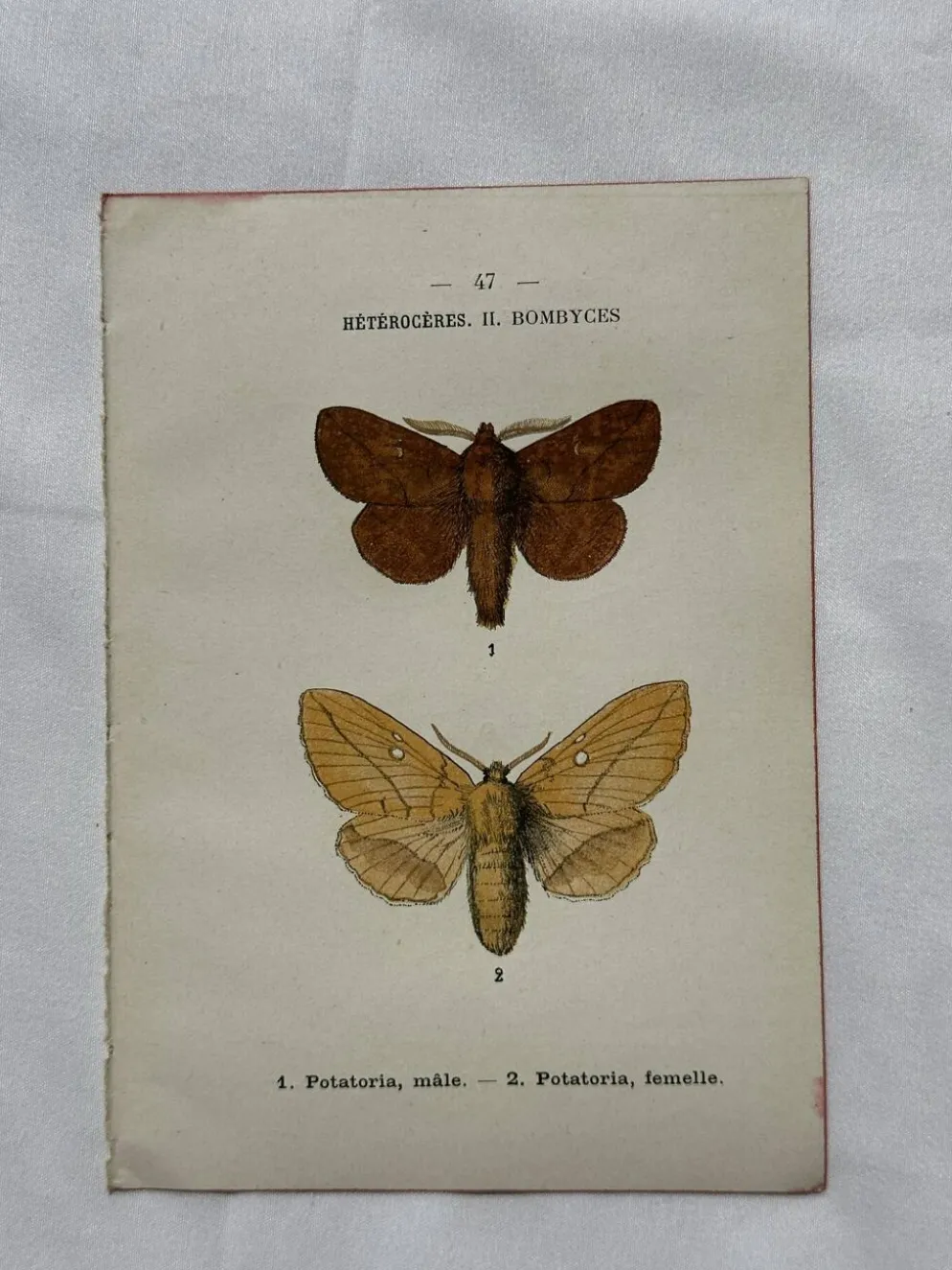 Gravure naturaliste Papillon 19eme affiche botanique originale 1800