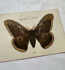 Gravure naturaliste Papillon 19eme affiche botanique originale 1800