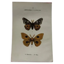 Gravure naturaliste Papillon 19eme affiche botanique originale 1800