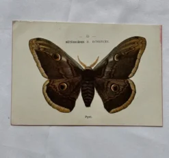 Gravure naturaliste Papillon 19eme affiche botanique originale 1800