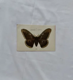 Gravure naturaliste Papillon 19eme affiche botanique originale 1800