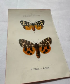 Gravure naturaliste Papillon 19eme affiche botanique originale 1800