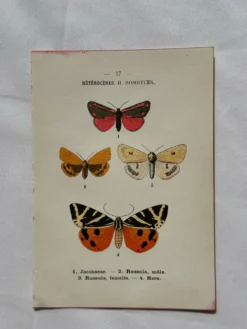 Gravure naturaliste Papillon 19eme affiche botanique originale 1800