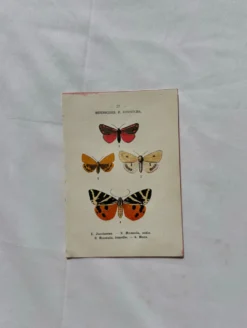 Gravure naturaliste Papillon 19eme affiche botanique originale 1800