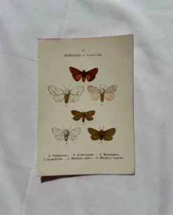 Gravure naturaliste Papillon 19eme affiche botanique originale 1800