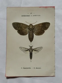 Gravure naturaliste Papillon 19eme affiche botanique originale 1800