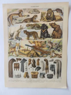 Gravure originale • Animaux à fourrures (2) • Affiche ancienne et vintage de 1909