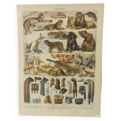 Gravure originale • Animaux à fourrures (2) • Affiche ancienne et vintage de 1909