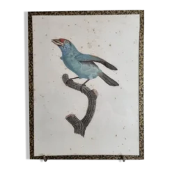 Gravure originale du début du XIXème siècle, Barbu à gorge bleue d'après Jacques Barraband (1806)
